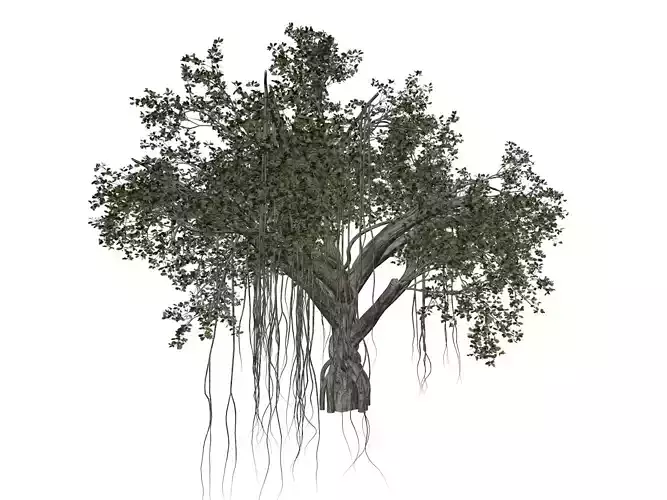 Chinese Banyan Tree - 06 - 3D model