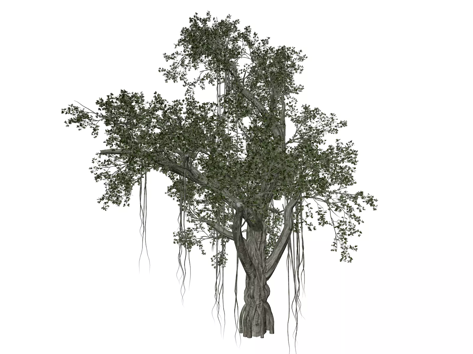 Chinese Banyan Tree - 07 - 3D model_0