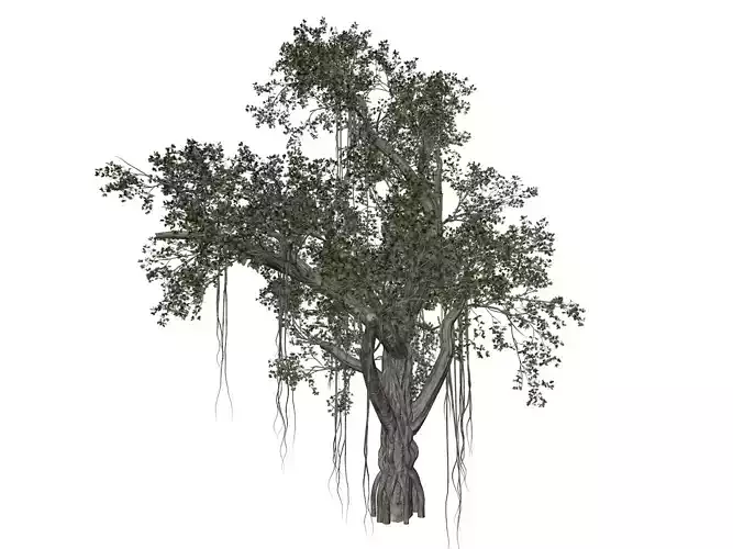 Chinese Banyan Tree - 07 - 3D model Chinese Banyan Tree - 07 - 3D model
