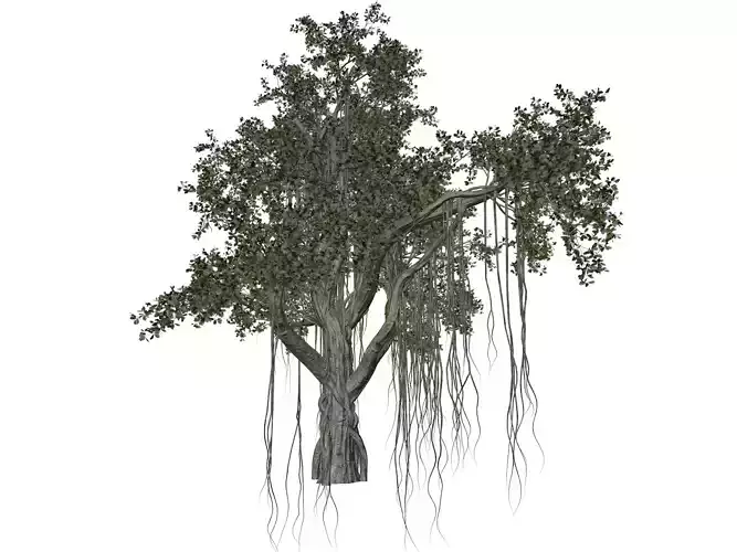 Chinese Banyan Tree - 08 -
