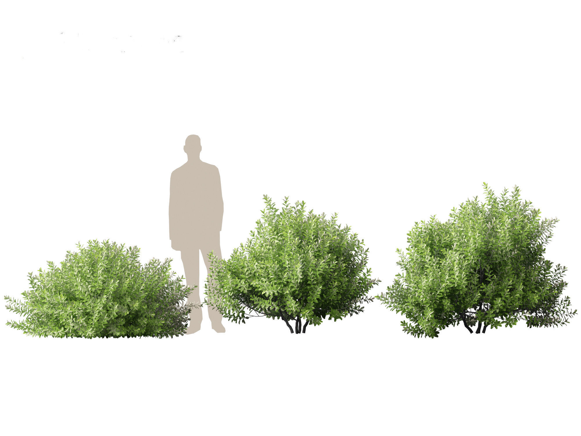 Pittosporum crassifolium - Karo Tree 3D model_5