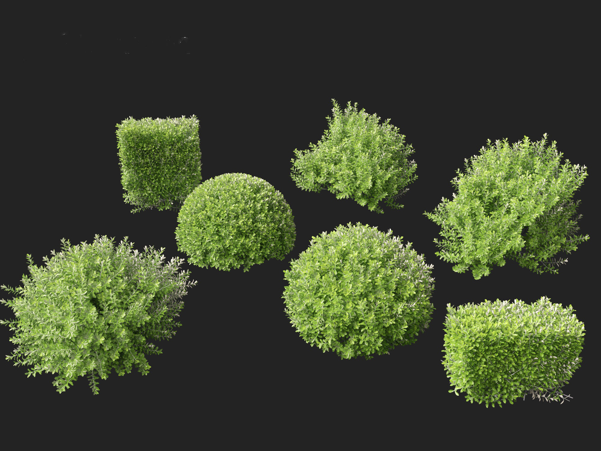 Pittosporum crassifolium - Karo Tree 3D model_7