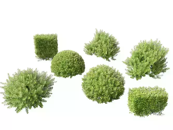 Pittosporum crassifolium - Karo Tree 3D model