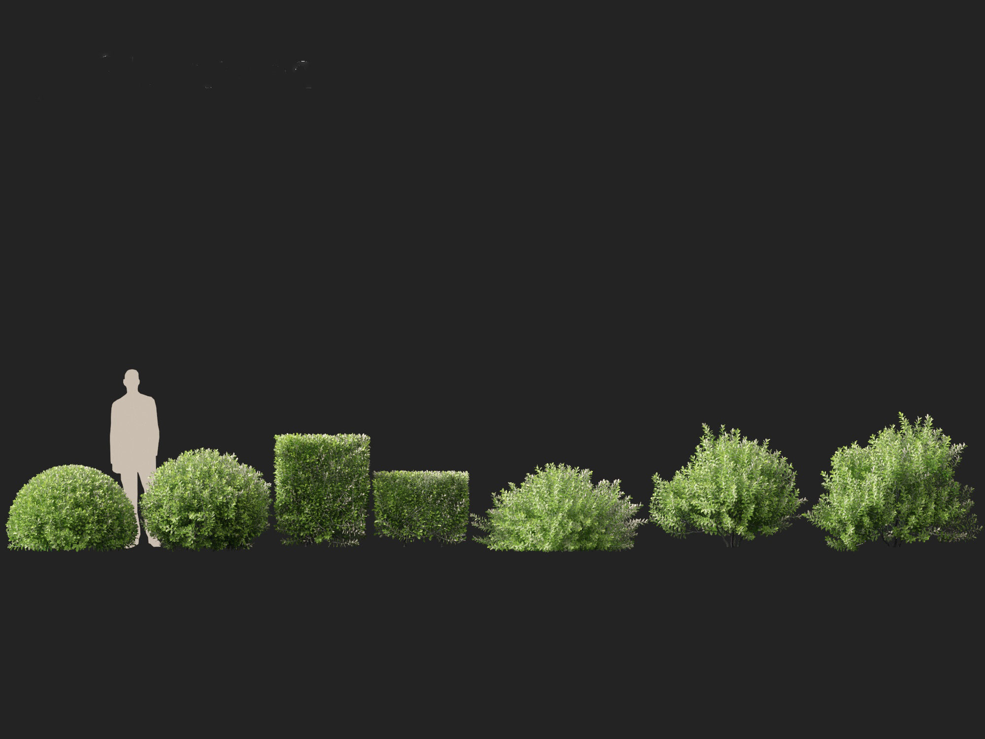 Pittosporum crassifolium - Karo Tree 3D model_2