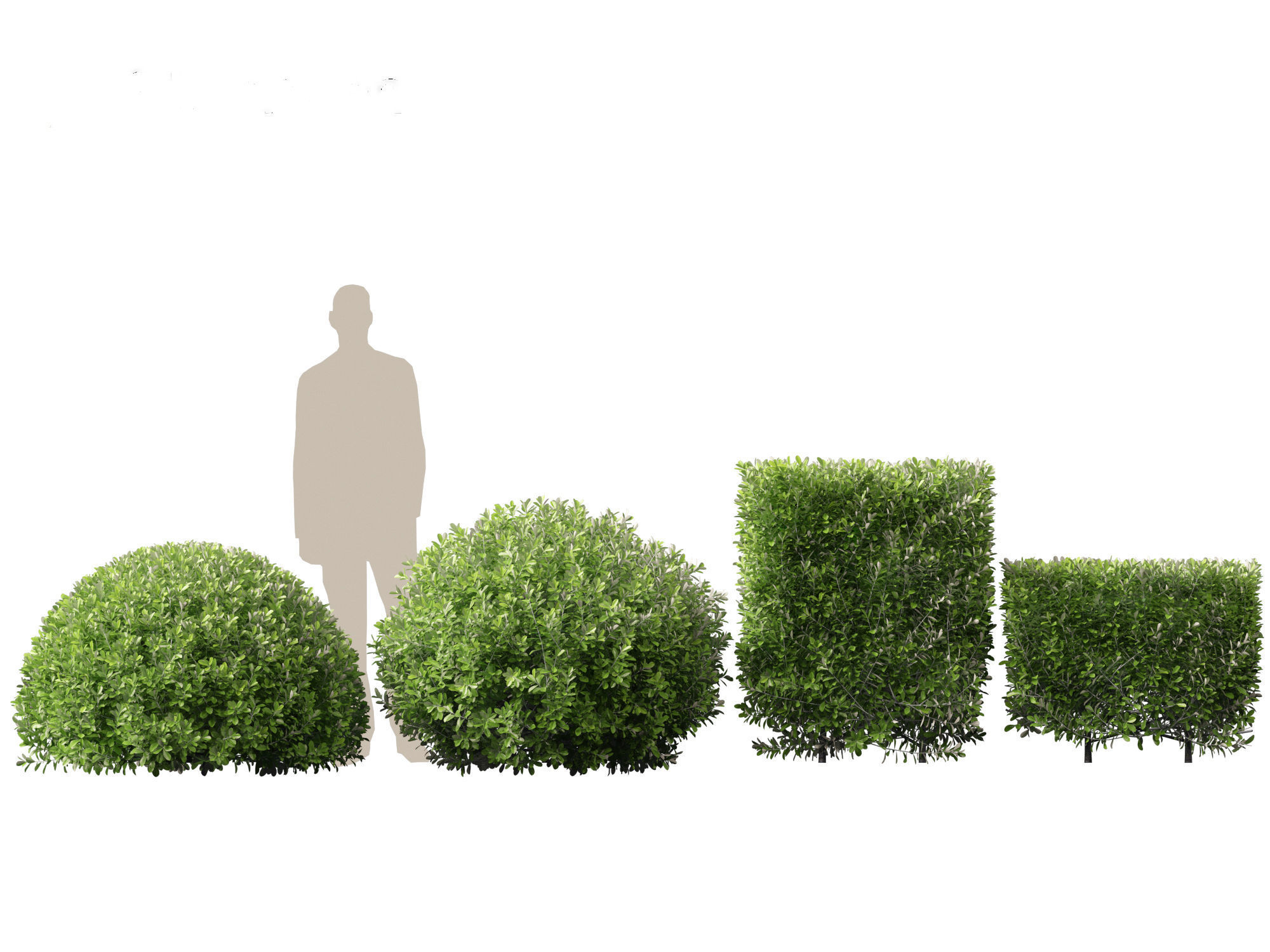 Pittosporum crassifolium - Karo Tree 3D model_3