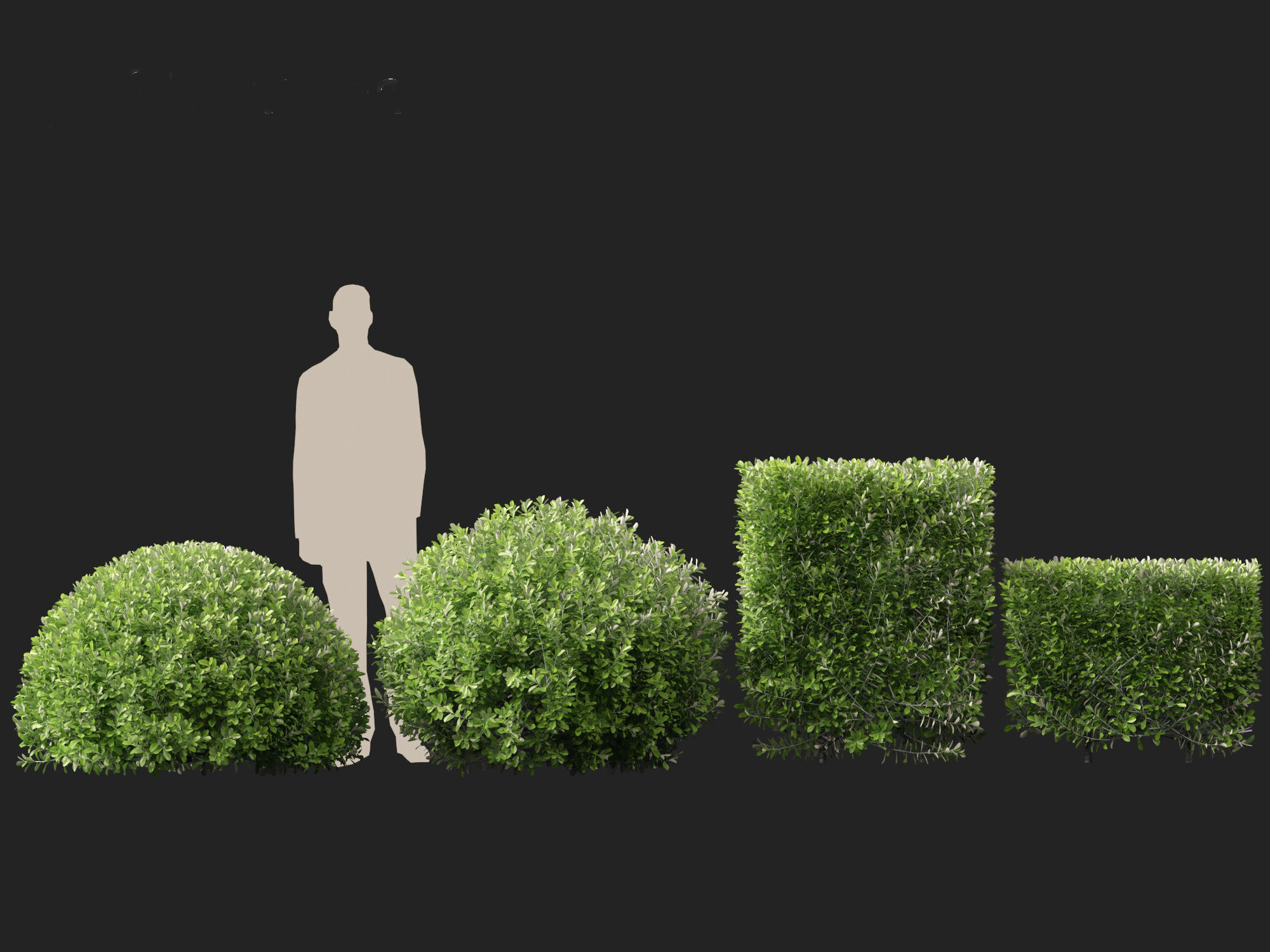 Pittosporum crassifolium - Karo Tree 3D model_4