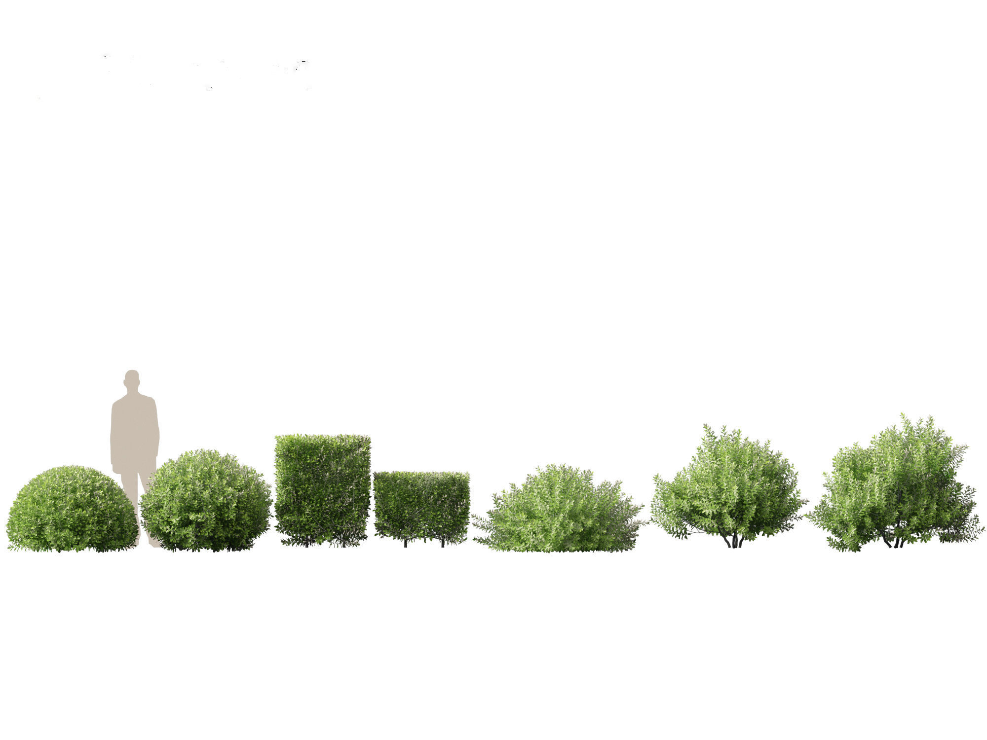 Pittosporum crassifolium - Karo Tree 3D model_1