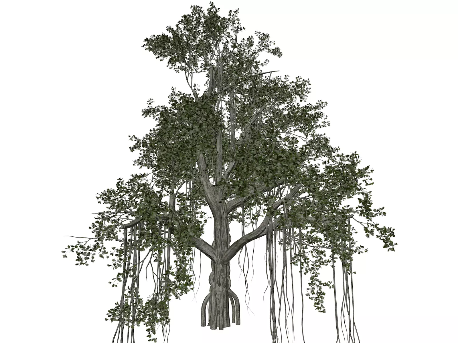 Chinese Banyan Tree - 09 - 3D model_0