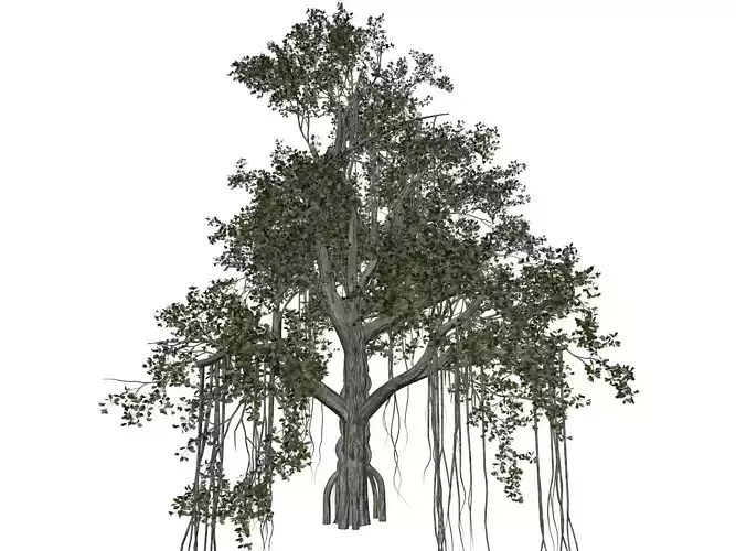 Chinese Banyan Tree - 09 -