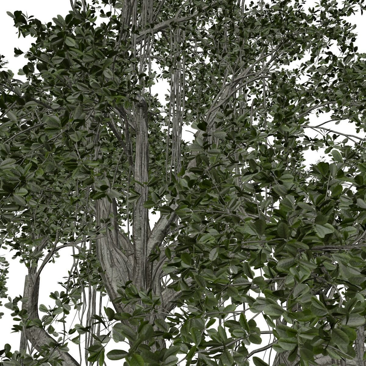 Chinese Banyan Tree - 09 - 3D model_3