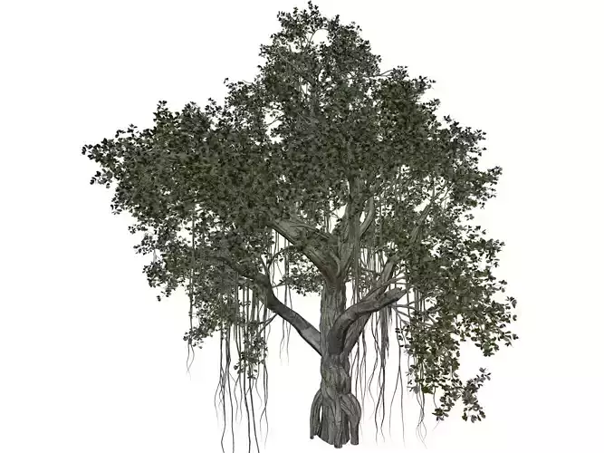 Chinese Banyan Tree - 10 -