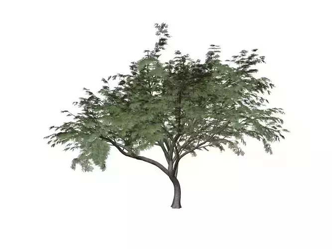 Common Hook-Thorn Tree - 01 -