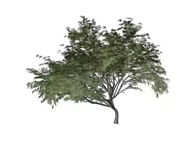 Common Hook-Thorn Tree  - 02 -