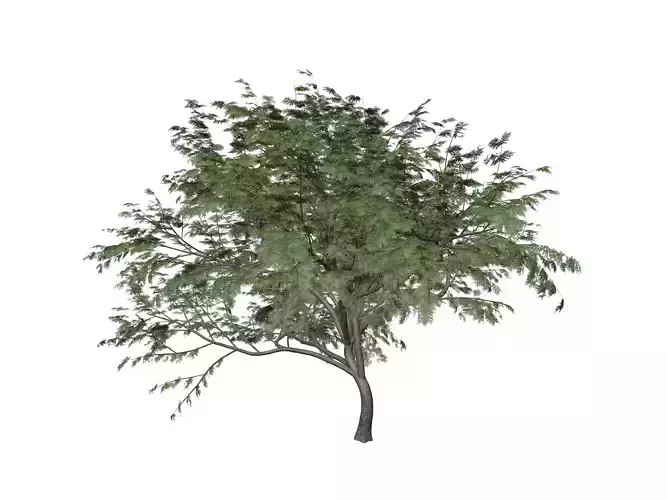 Common Hook-Thorn Tree - 03 -