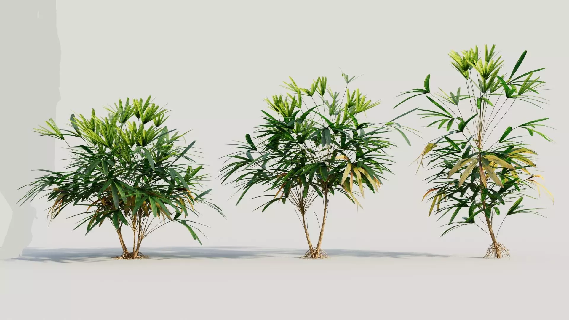 Rhapis excelsa a 3D model