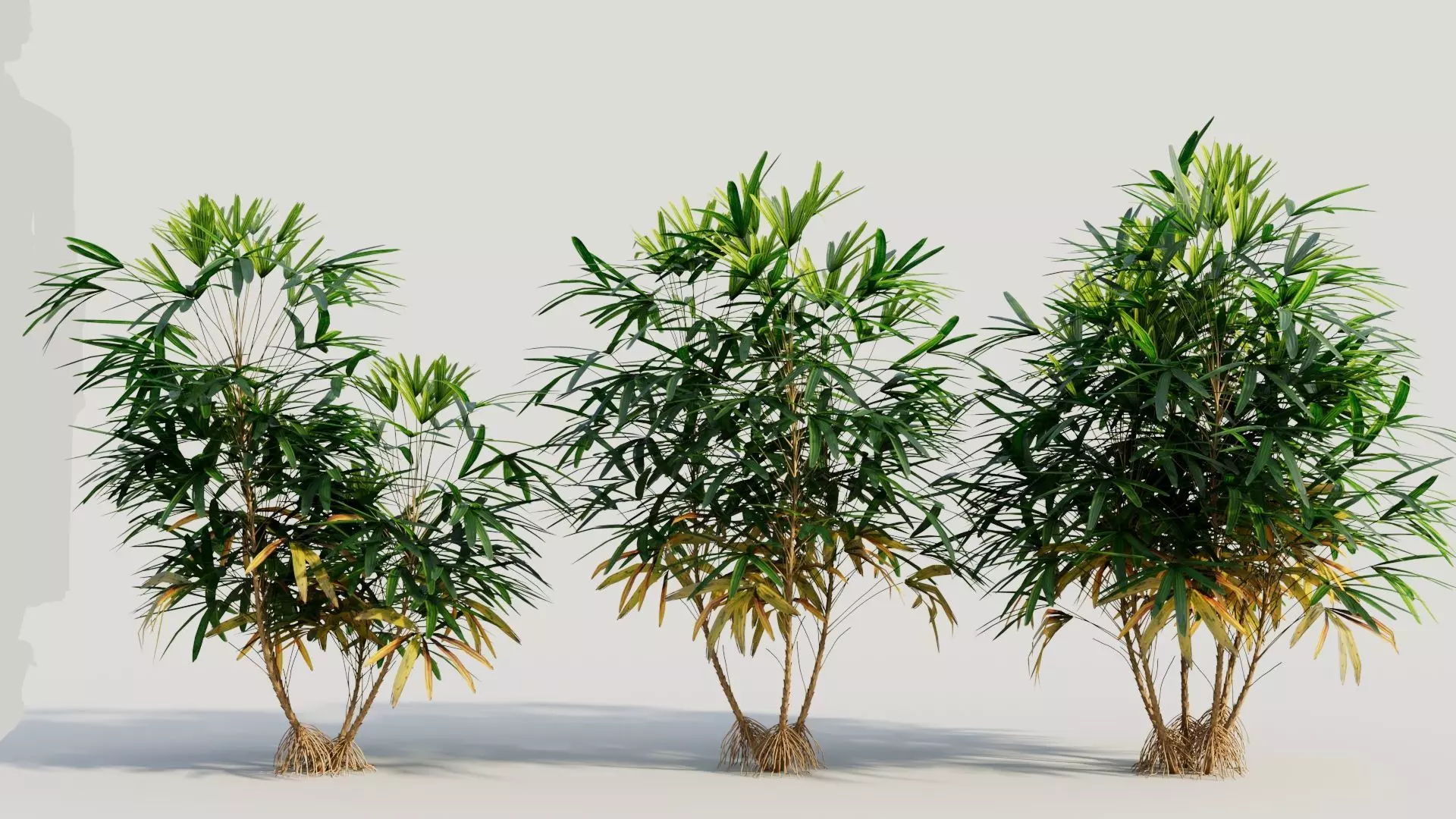 Rhapis excelsa b 3D model