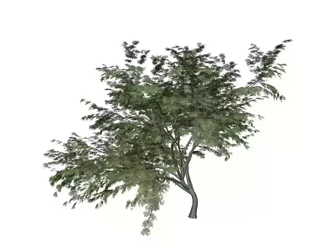 Common Hook-Thorn Tree - 04 - 3D model