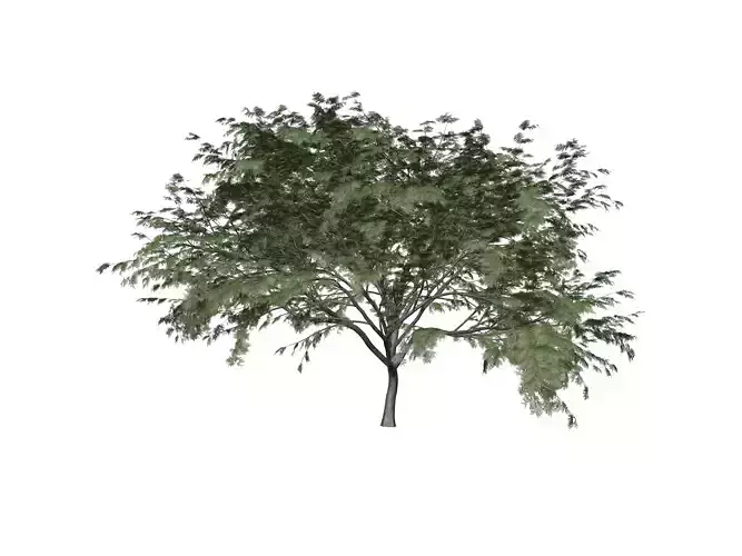 Common Hook-Thorn Tree - 05 -