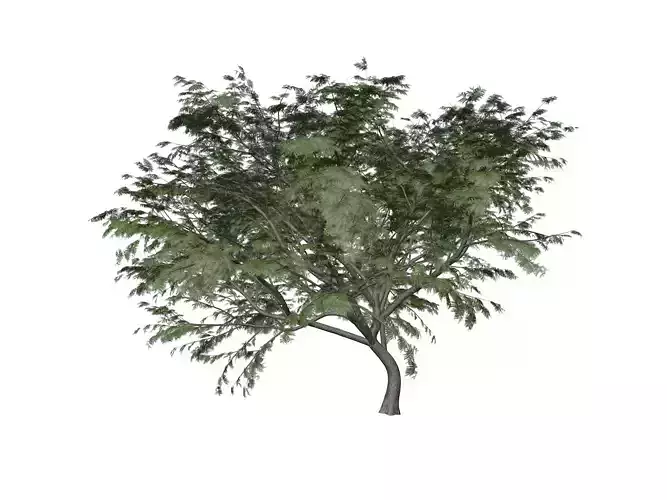 Common Hook-Thorn Tree - 06 -