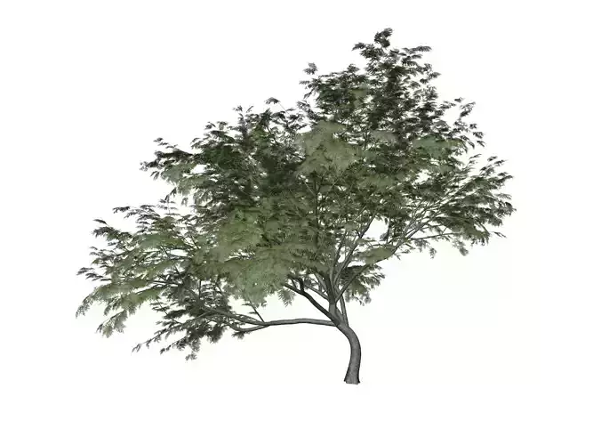 Common Hook-Thorn Tree - 07 -