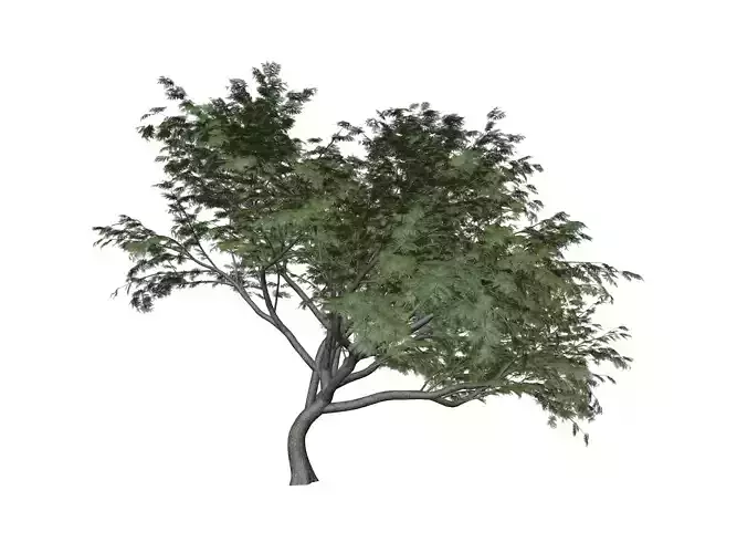 Common Hook-Thorn Tree - 08 -
