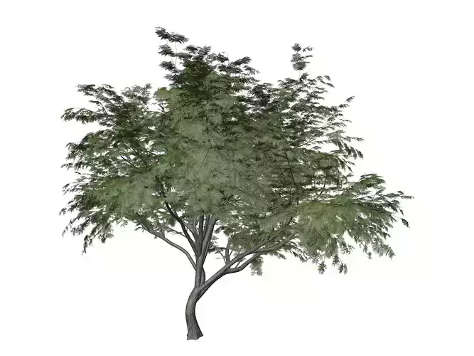 Common Hook-Thorn Tree - 09 -