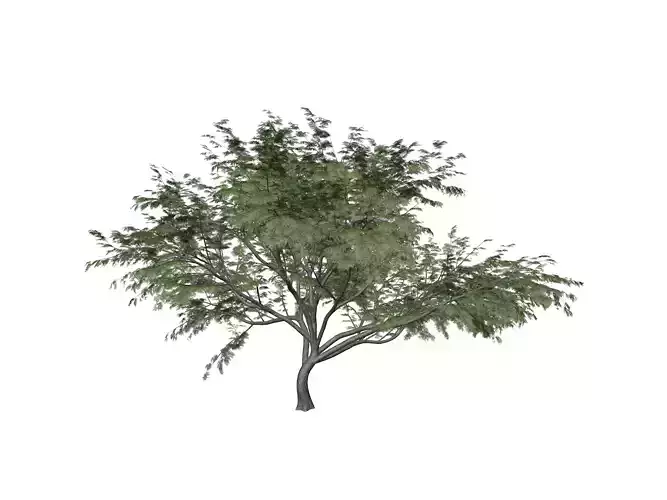 Common Hook-Thorn Tree - 10 -