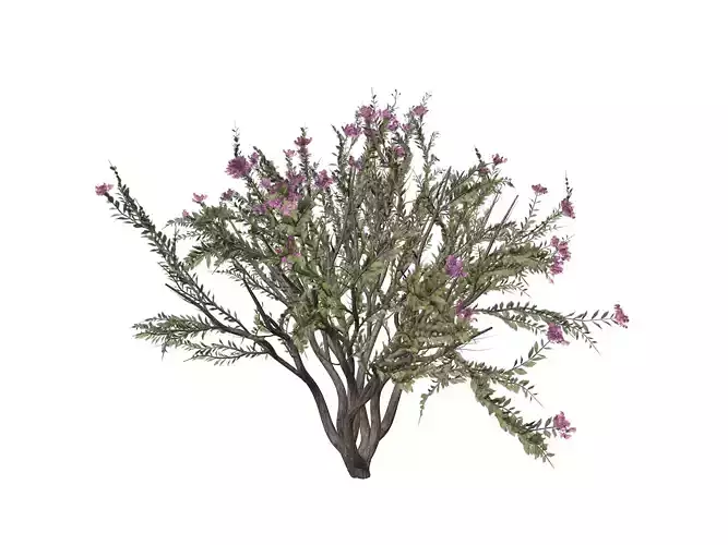 Crape Myrtle Tree - 01 -