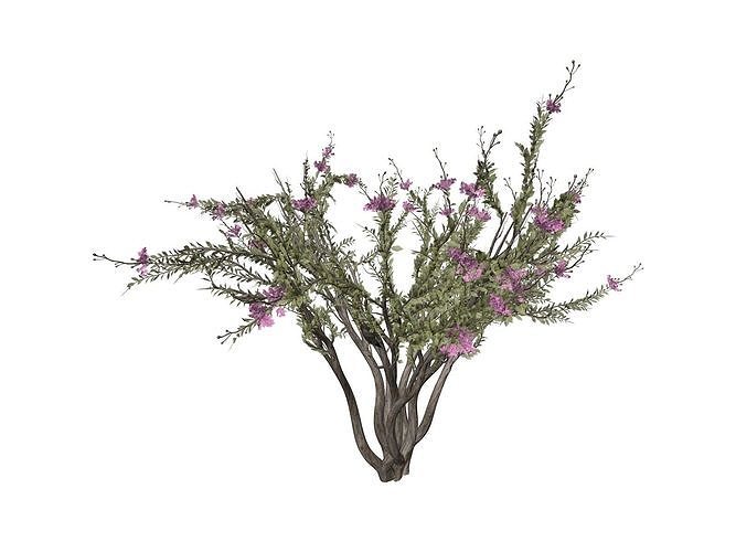 Crape Myrtle Tree - 02 - 3D model