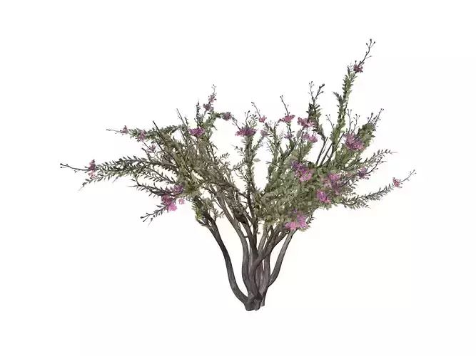 Crape Myrtle Tree - 02 -
