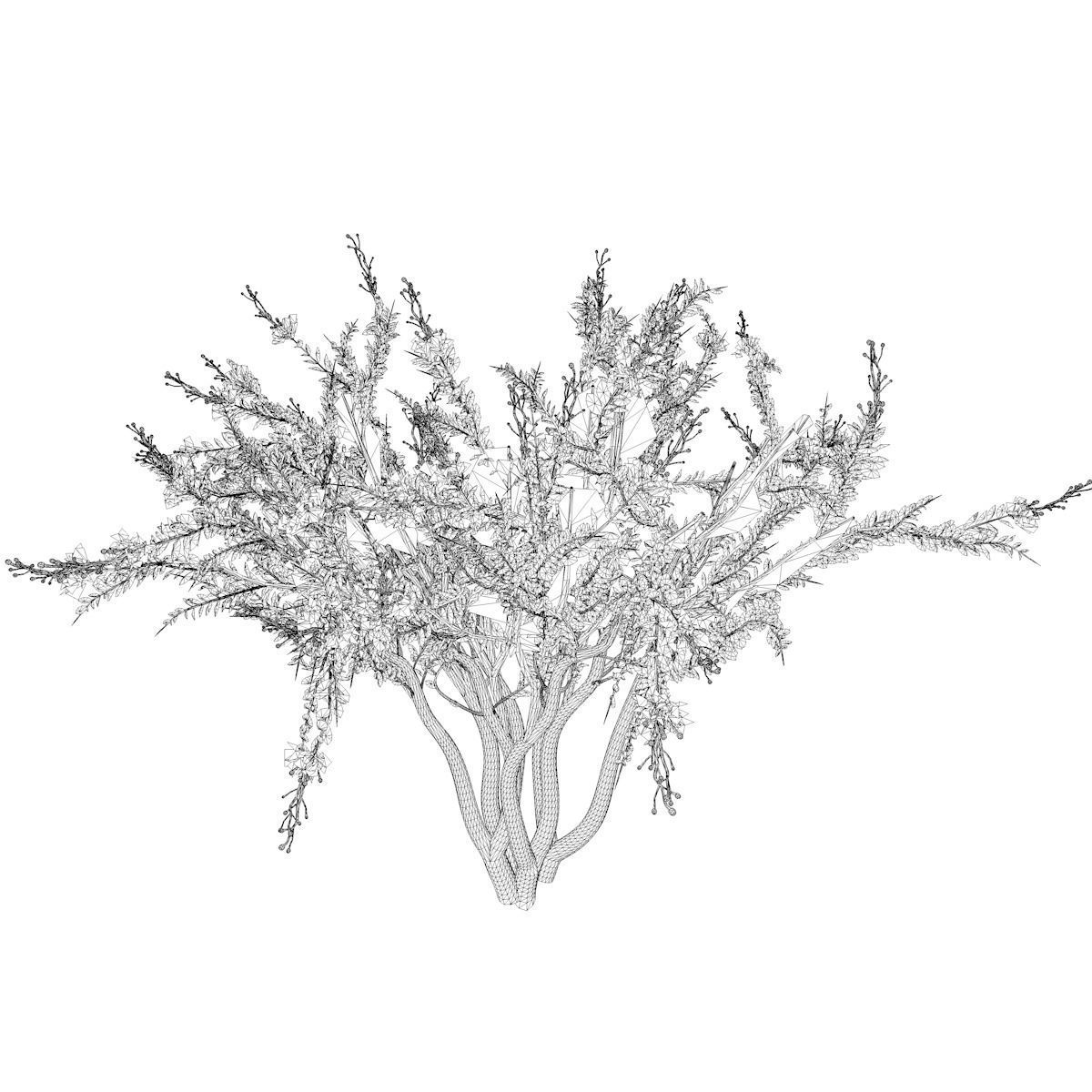 Crape Myrtle Tree - 03 - 3D model_2