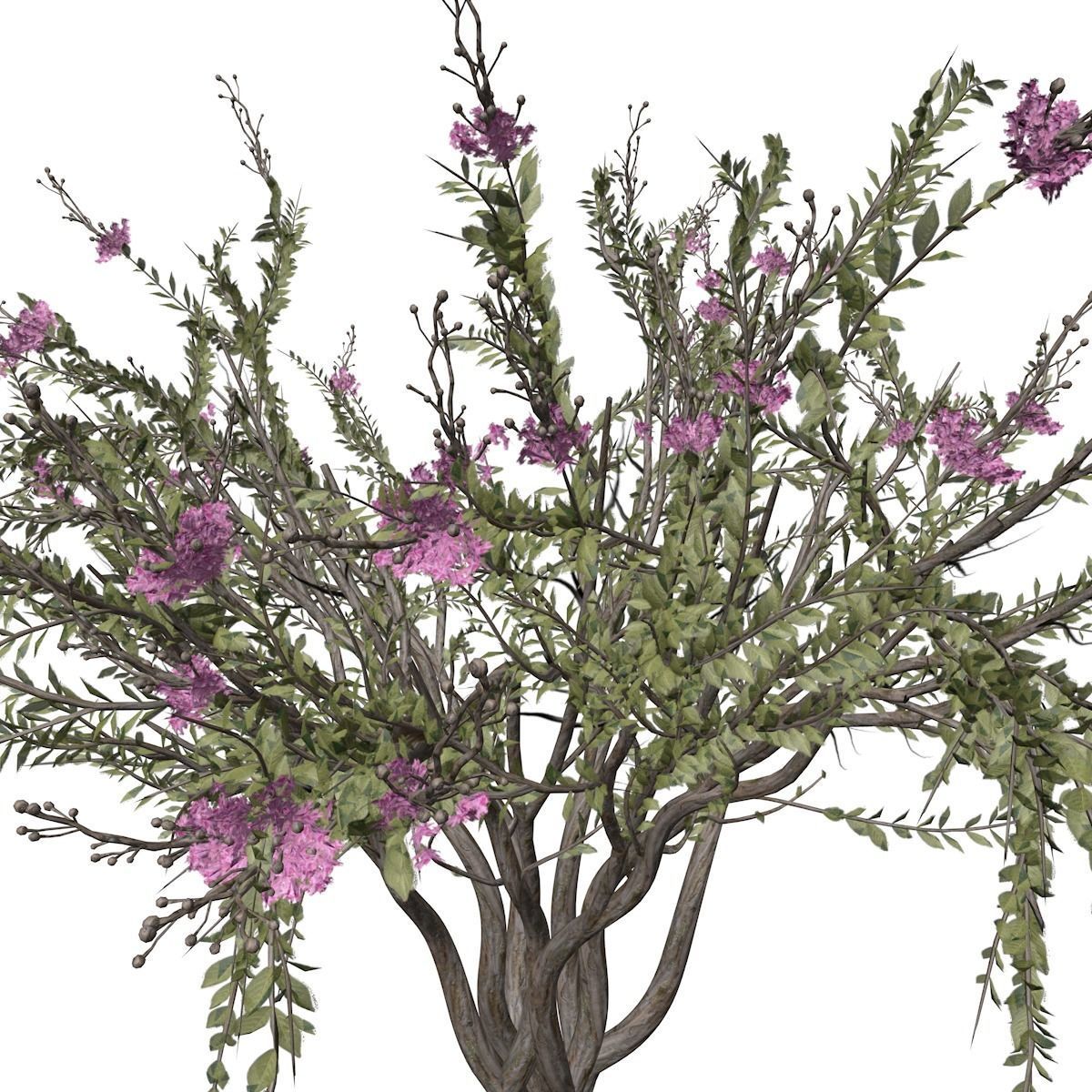 Crape Myrtle Tree - 03 - 3D model_3