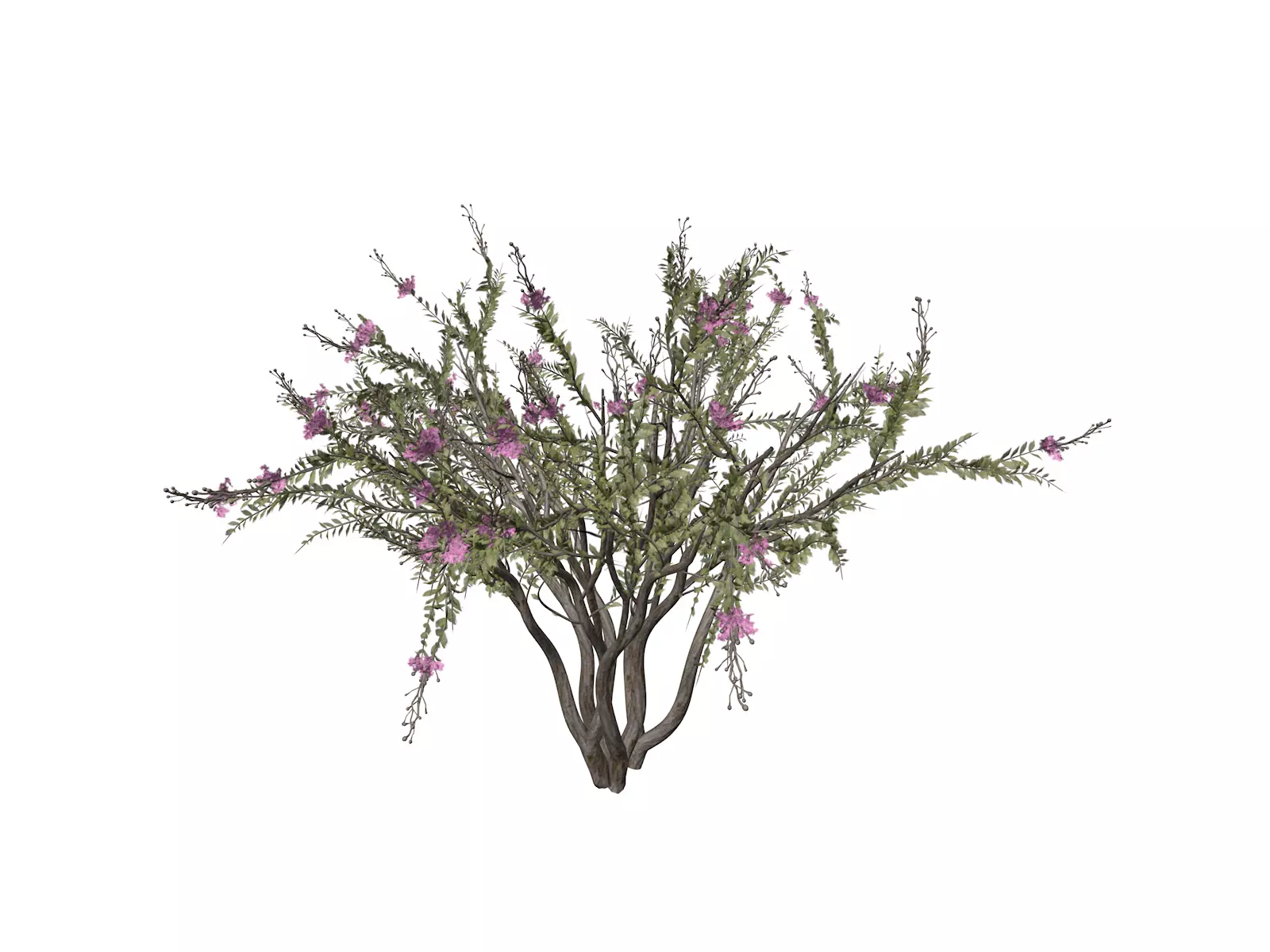 Crape Myrtle Tree - 03 - 3D model_0