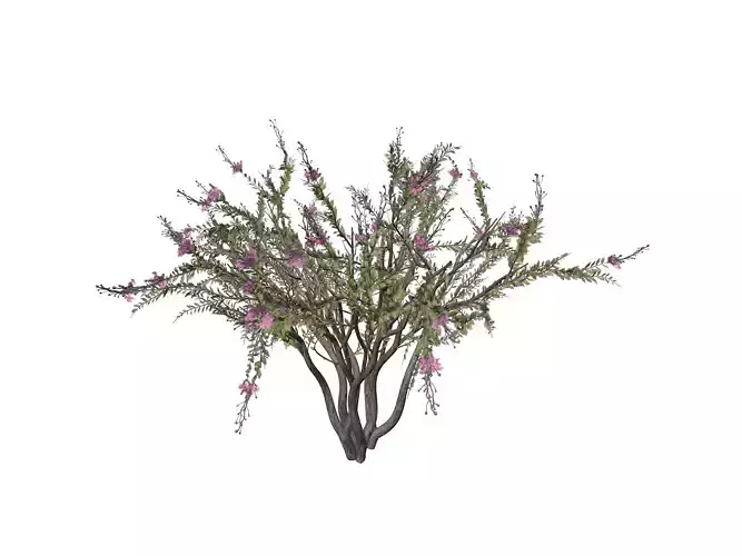 Crape Myrtle Tree - 03 -