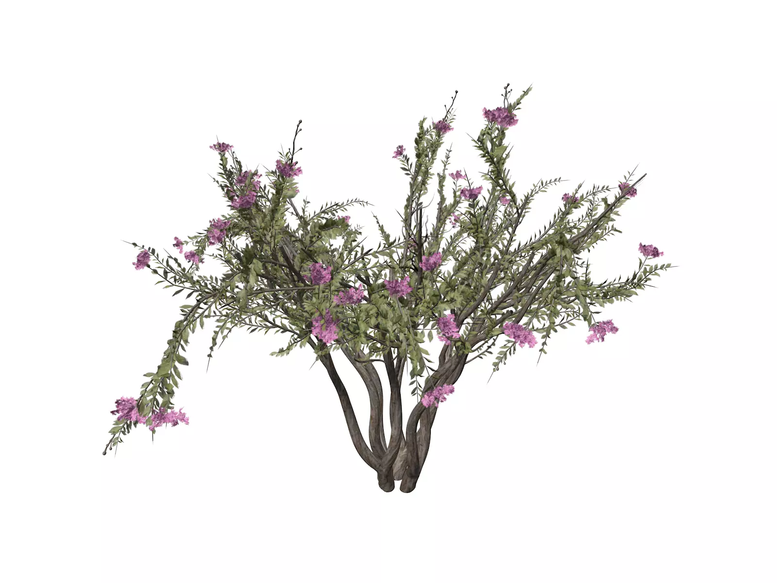 Crape Myrtle Tree - 04 - 3D model_0