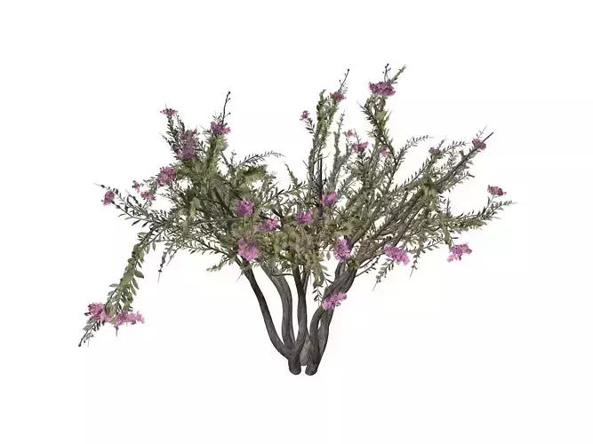 Crape Myrtle Tree - 04 -