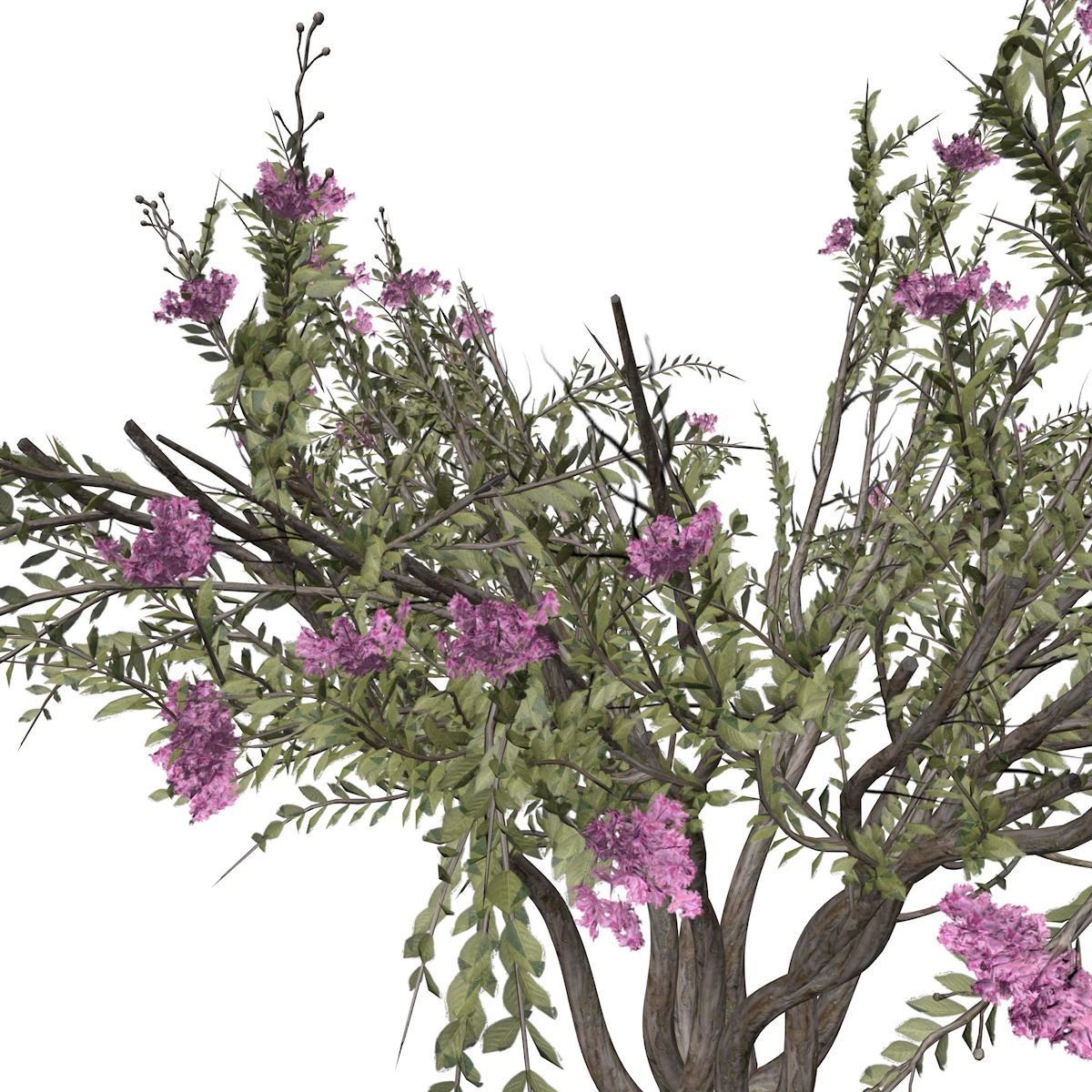 Crape Myrtle Tree - 04 - 3D model_3