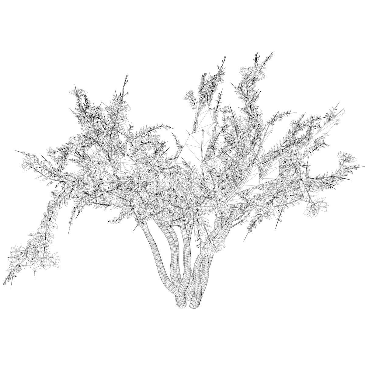 Crape Myrtle Tree - 04 - 3D model_2