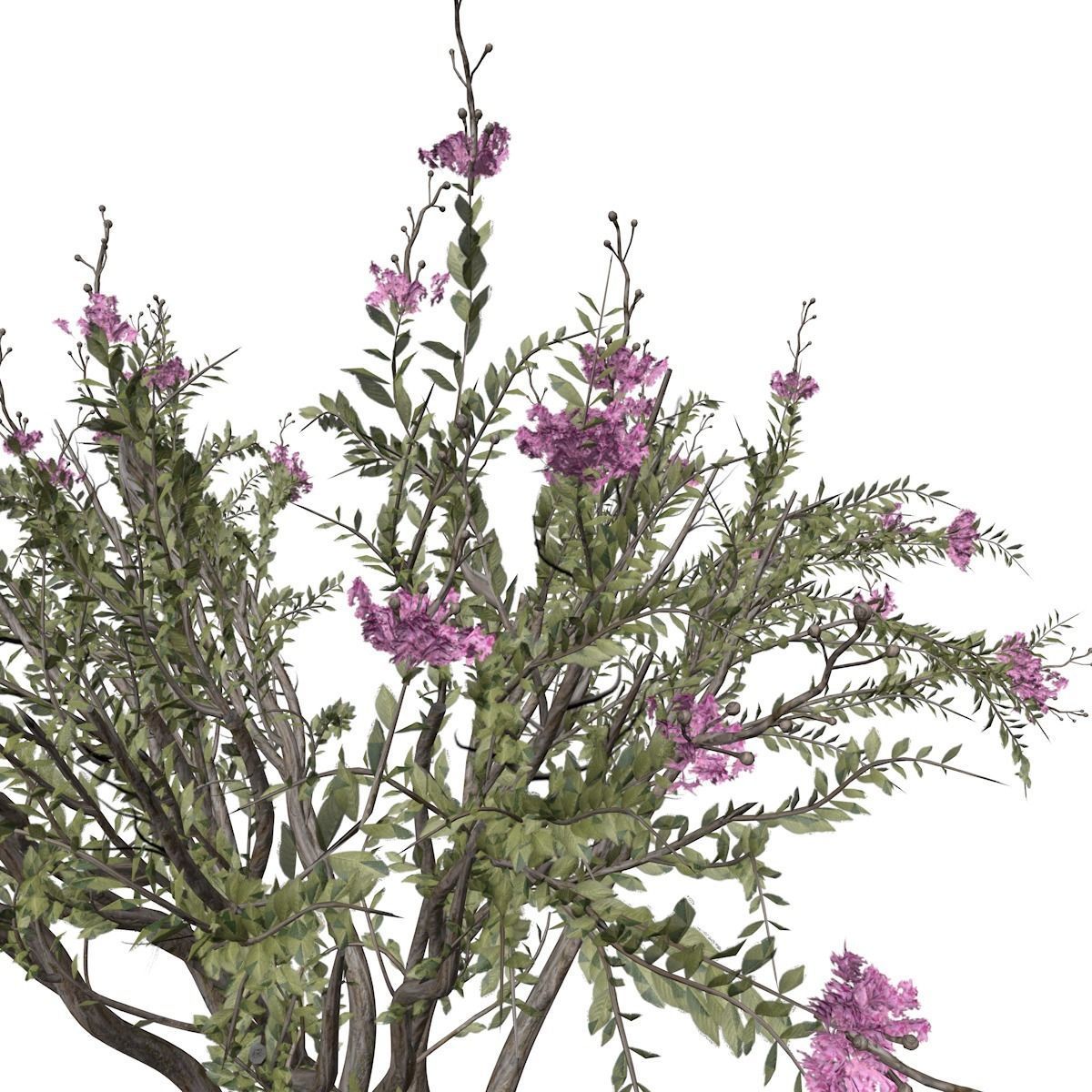 Crape Myrtle Tree - 05 - 3D model_3