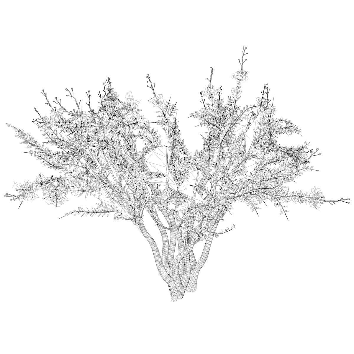 Crape Myrtle Tree - 05 - 3D model_2