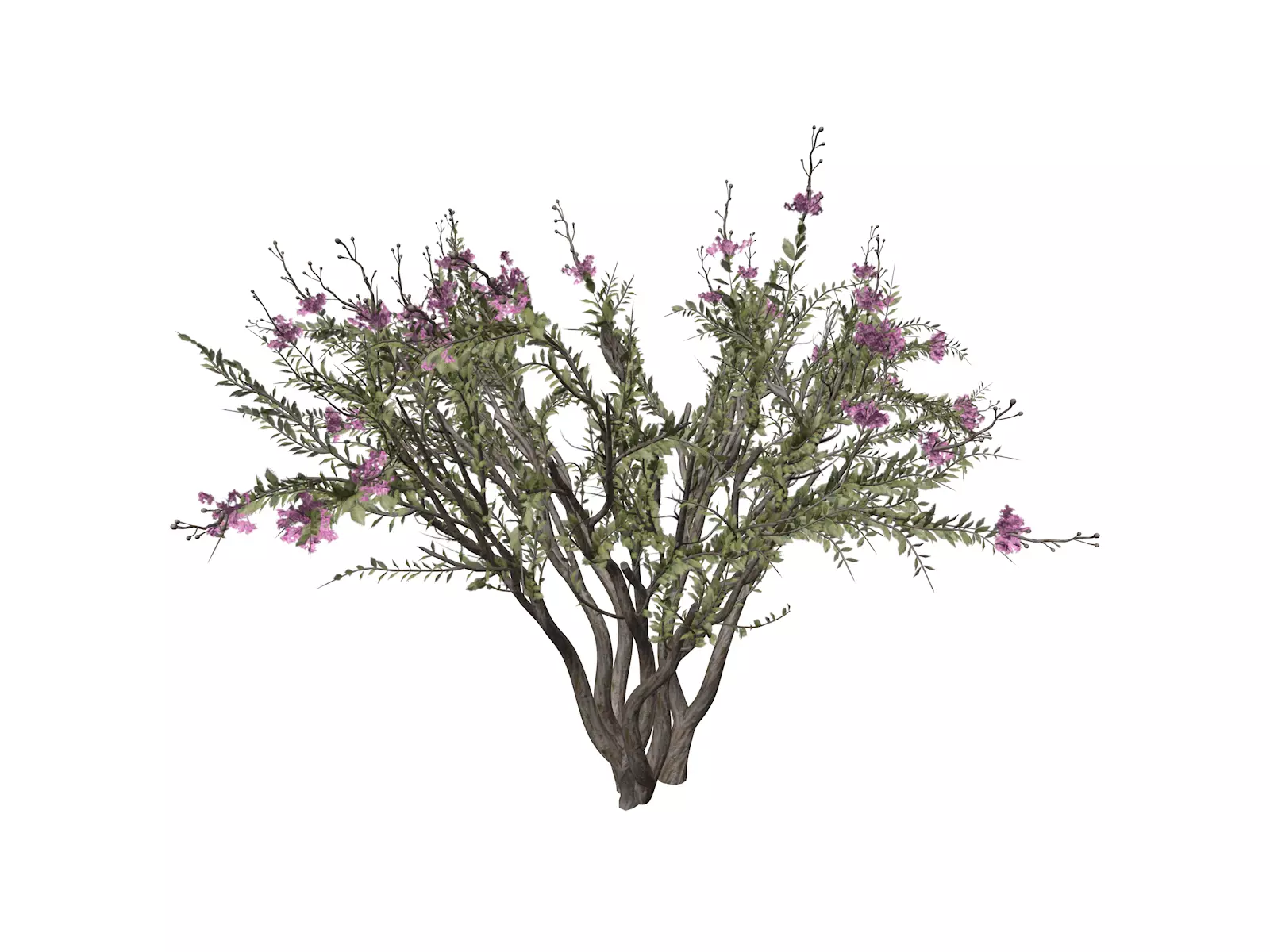 Crape Myrtle Tree - 05 - 3D model_0