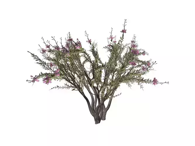 Crape Myrtle Tree - 05 -
