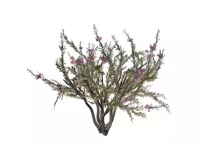 Crape Myrtle Tree - 06 -