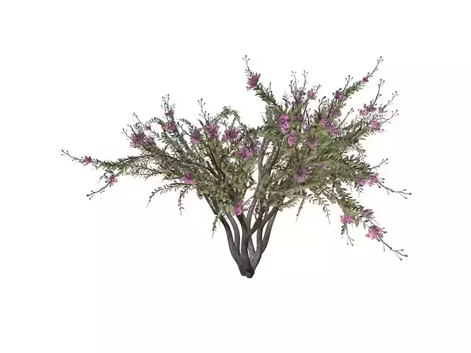 Crape Myrtle Tree - 07 -