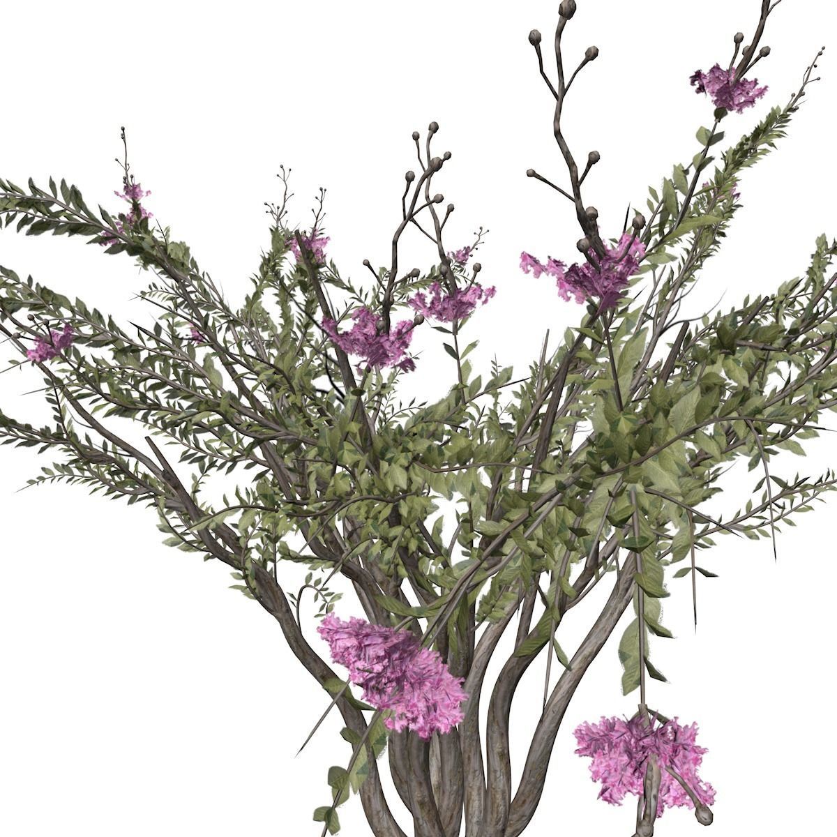 Crape Myrtle Tree - 09 - 3D model_3