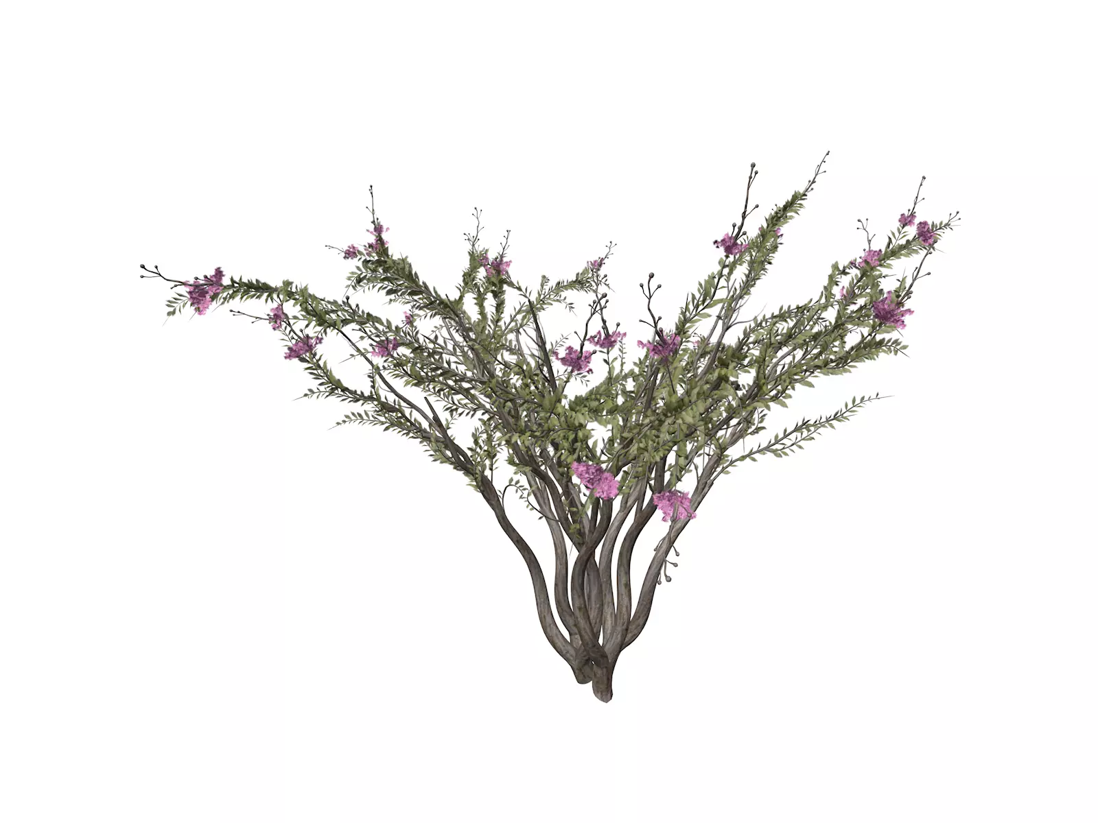 Crape Myrtle Tree - 09 - 3D model_0