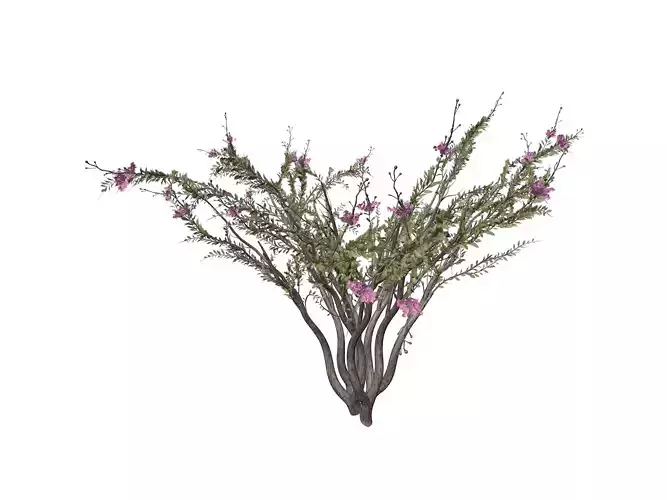 Crape Myrtle Tree - 09 -