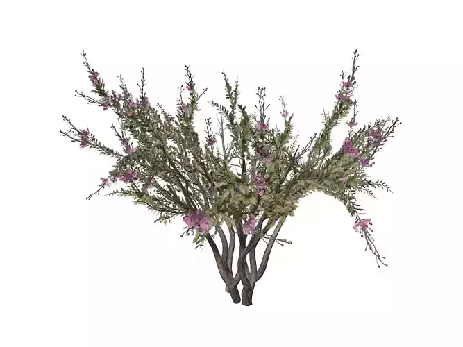 Crape Myrtle Tree - 10 -