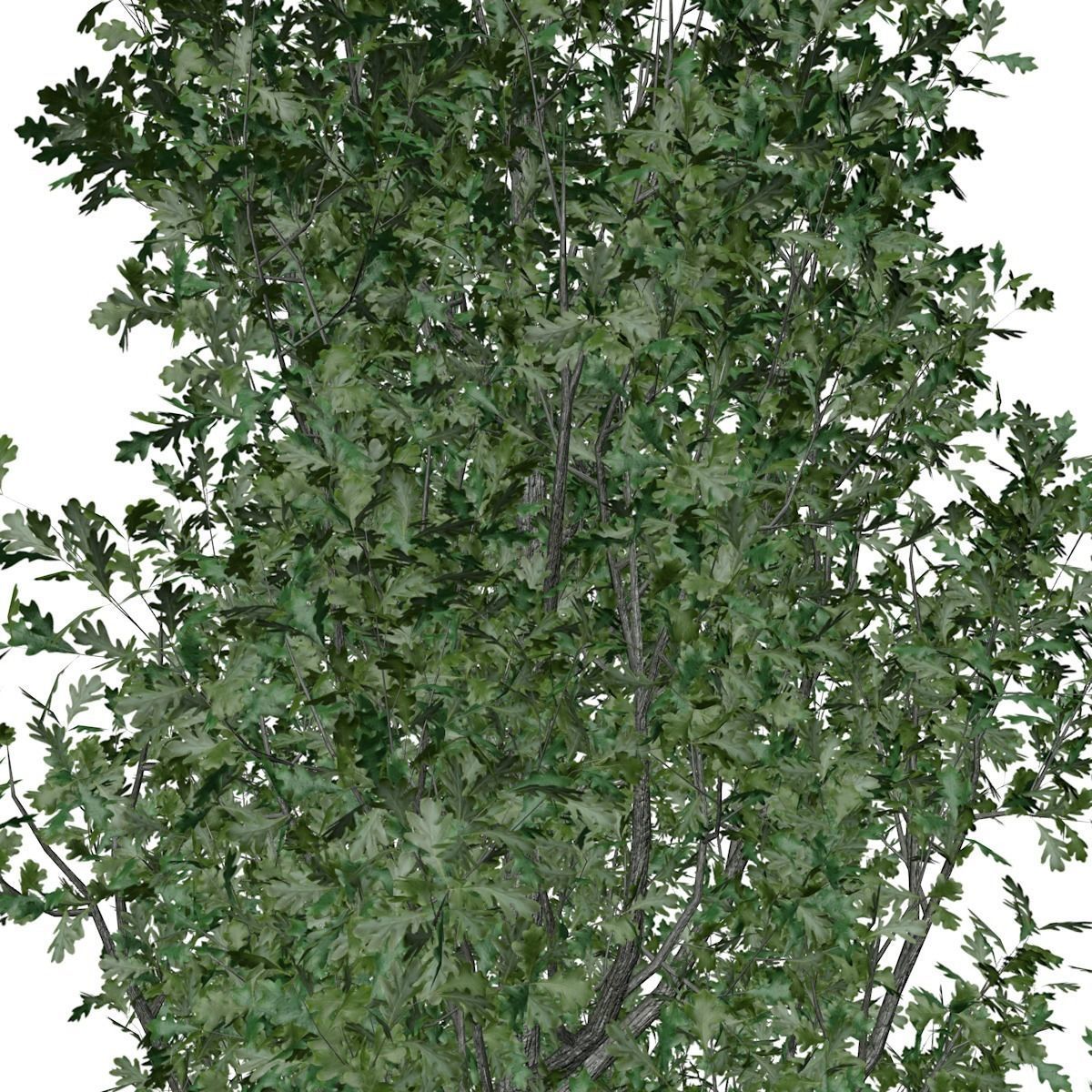 Cypress Oak Tree - 01 - 3D model_3