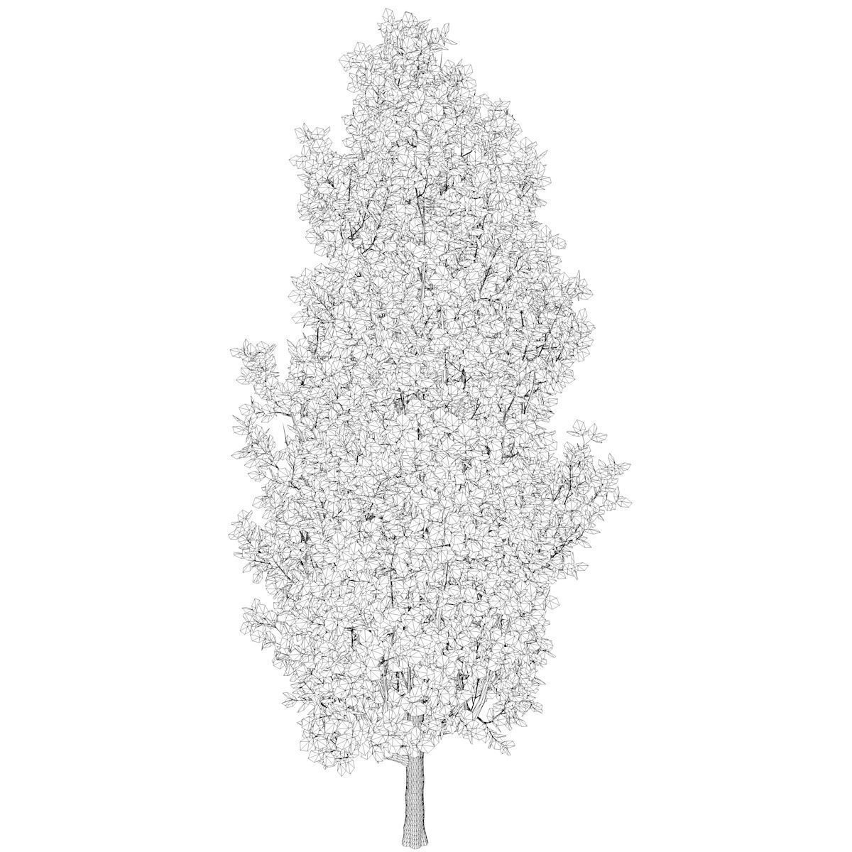 Cypress Oak Tree - 01 - 3D model_2